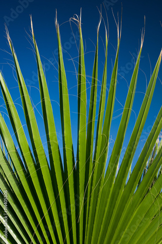 green palm leaves vertically