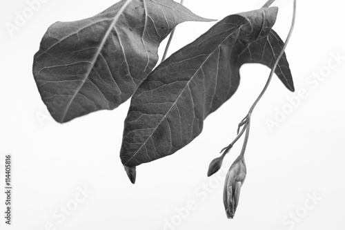 Black and white macrophoto of plant object with depth of field