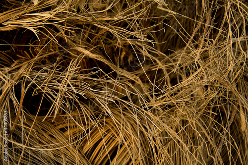 dry bark of a palm tree