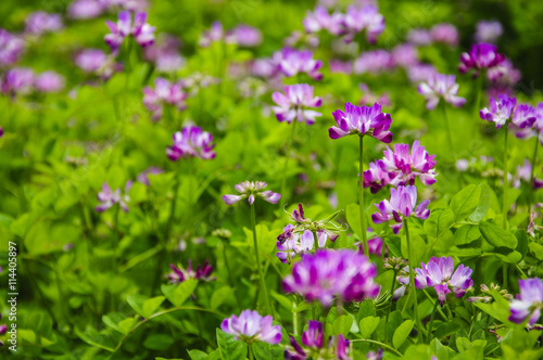 Beautiful blossoming astragalus flowers in spring