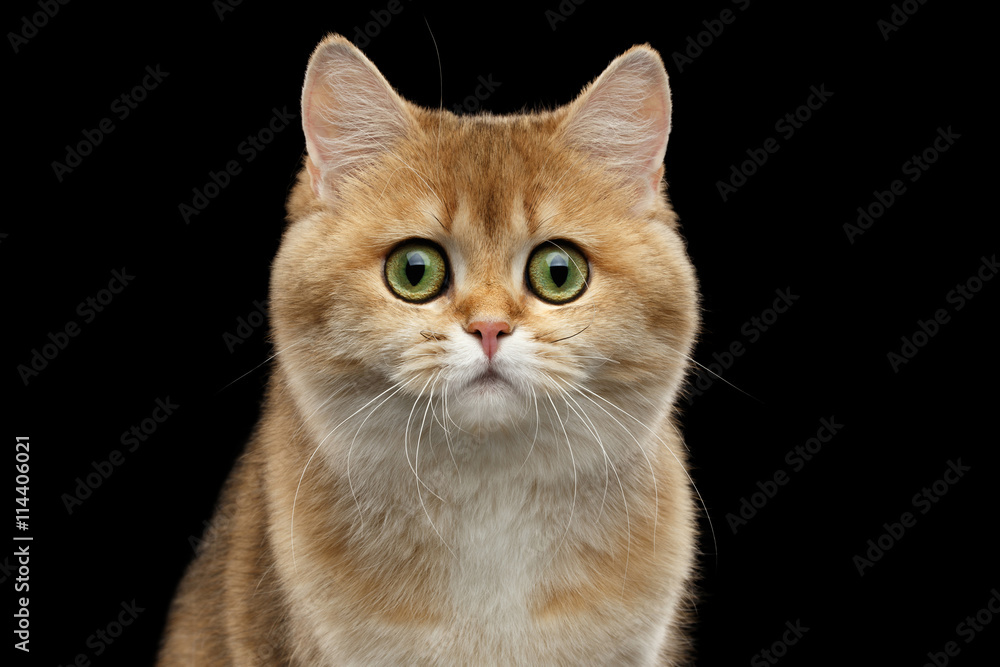 Close-up Portrait of Fat British Cat Gold Chinchilla color with Green eyes Looking Curious in Camera, Isolated Black Background