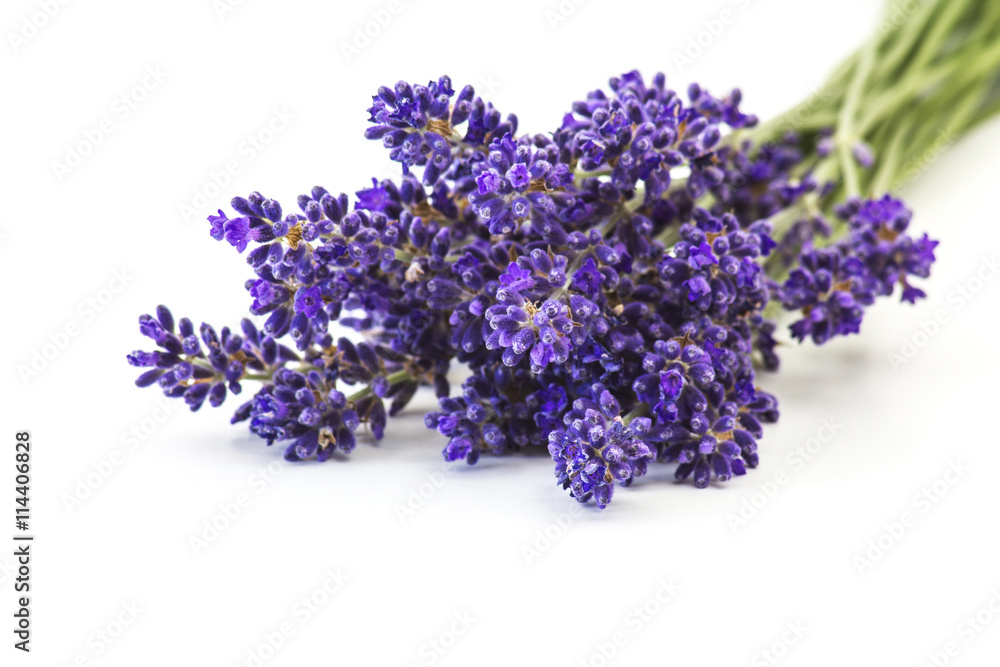 Bunch of lavender flowers on white background Bunch of lavender flowers on white background