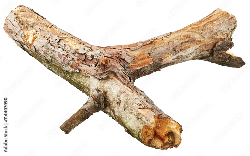 Tree branch