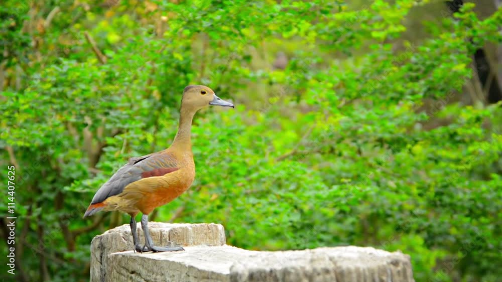1920x1080 video - Solitary Lesser Whistling Duck, pauses to show off for the camera atop a tree stump at a park in Ayutthaya, Thailand. 1920x1080 video - Solitary Lesser Whistling Duck, pauses to show off for the camera atop a tree stump at a park in Ayutthaya, Thailand.