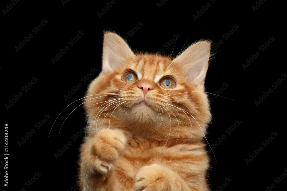 Closeup Portrait of Ginger Kurilian Bobtail Cat Curious Looking up and Raising Paws on Isolated Black Background, Front view