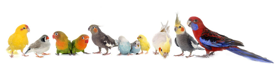 Wandcirkels Vogel Groep vogels in vlucht  © cynoclub