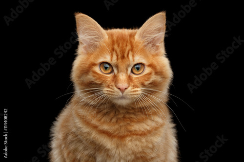 Close-up Portrait of Ginger Kurilian Bobtail Cat Curious Looking in Camera on Isolated Black Background, Front view