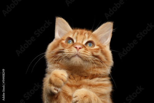 Closeup Portrait of Ginger Kurilian Bobtail Cat Curious Looking up and Raising Paws on Isolated Black Background, Front view