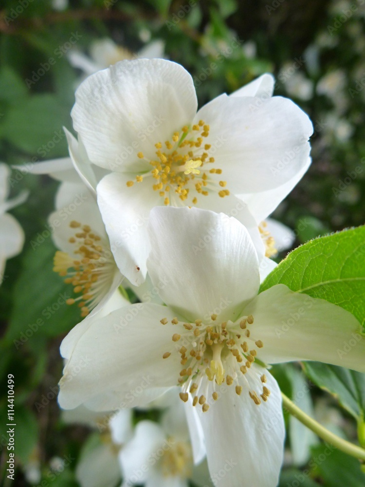Fototapeta premium white jasmine tree in blossom