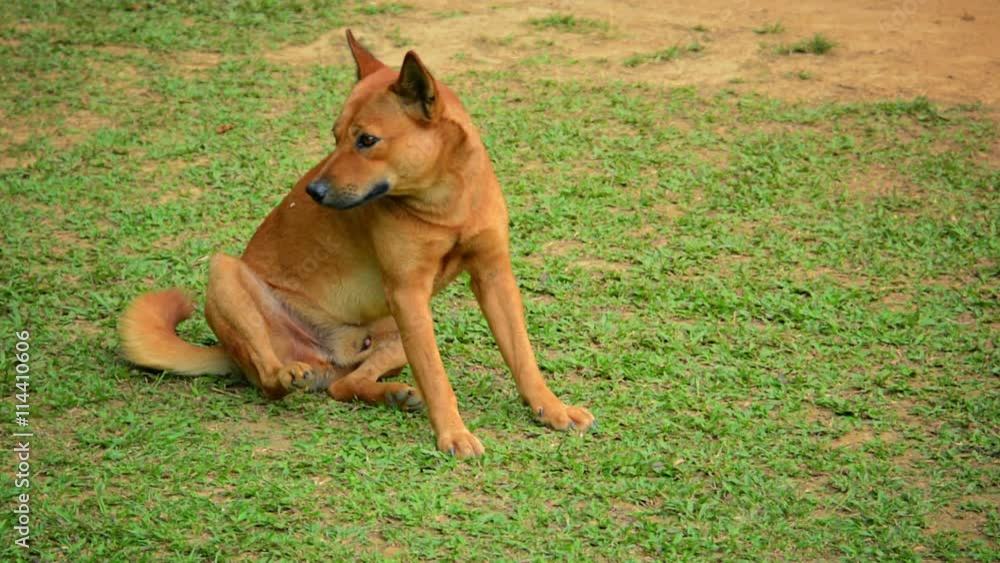 Video 1080p - Cute, healthy, stray dog scratching fleas on a patchy lawn near Van Vieng, Laos, in Southeast Asia. Video 1080p - Cute, healthy, stray dog scratching fleas on a patchy lawn near Van Vieng, Laos, in Southeast Asia.