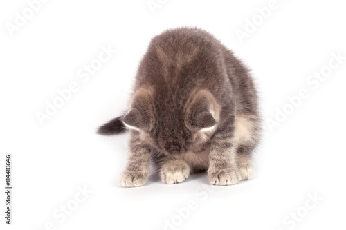 Gray fluffy kitten isolated