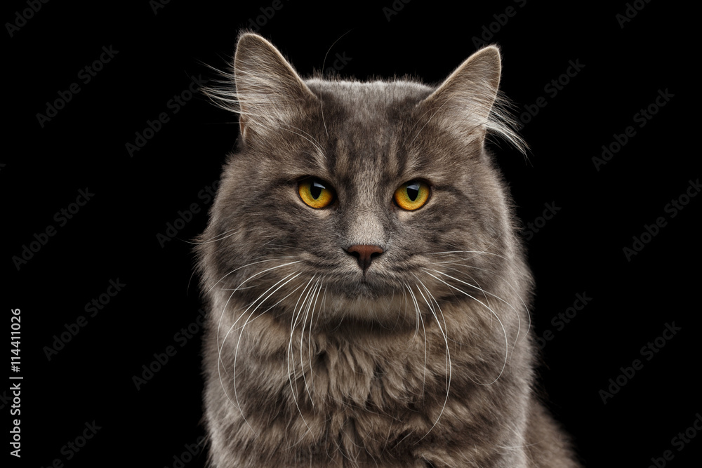 Closeup Portrait of Cute Kurilian Bobtail Cat with Yellow eyes Curious Looking in Camera, Isolated Black Background, Front view, Funny Cat Face, Adorable Cat