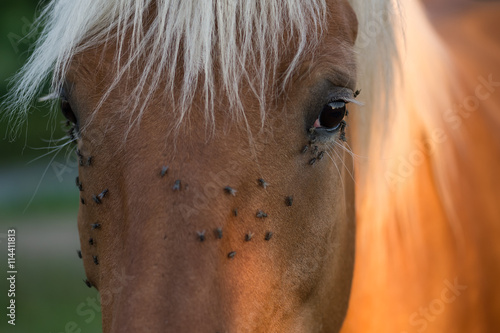 Chevaux photo