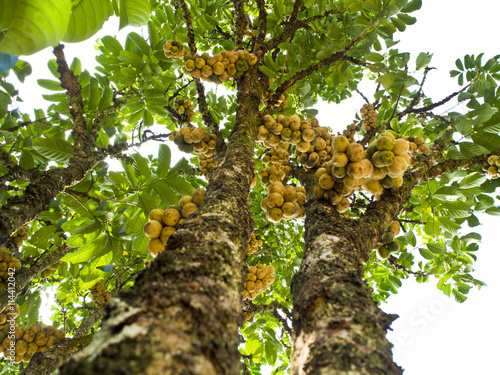 Longong tree photo