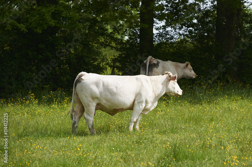 charolais 15