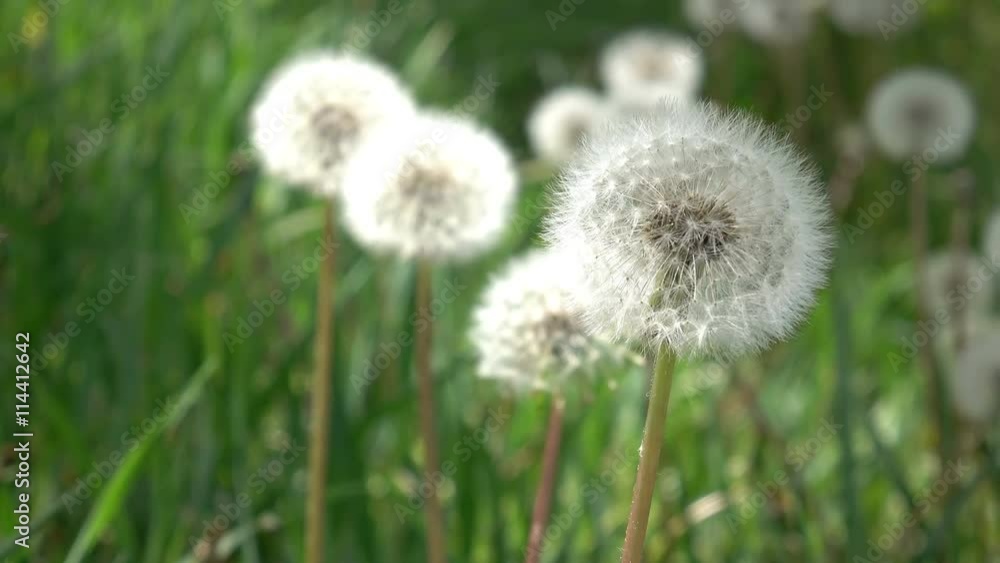 Dolly shot of the field full of dandelions. Shallow DOF Dolly shot of the field full of dandelions. Shallow DOF