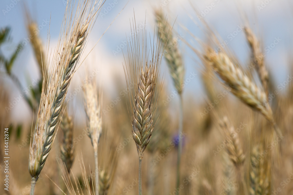 Grain field,  in summer under blue sky. One ear in center is sharp.