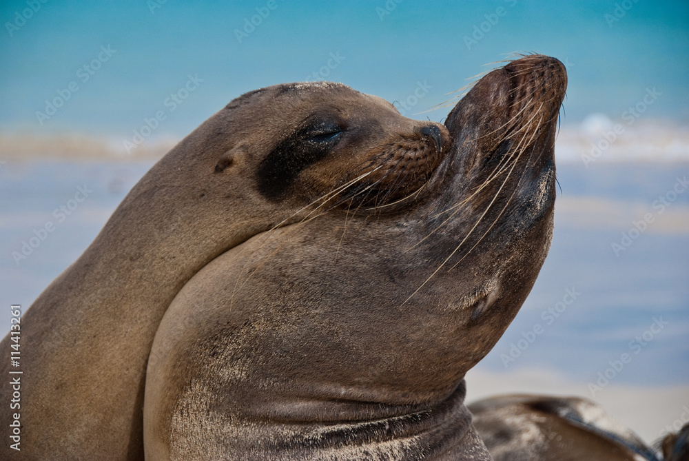Obraz premium Pair of Galapagos Seals sharing a tender yin/yan embrace
