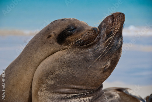 Pair of Galapagos Seals sharing a tender yin yan embrace