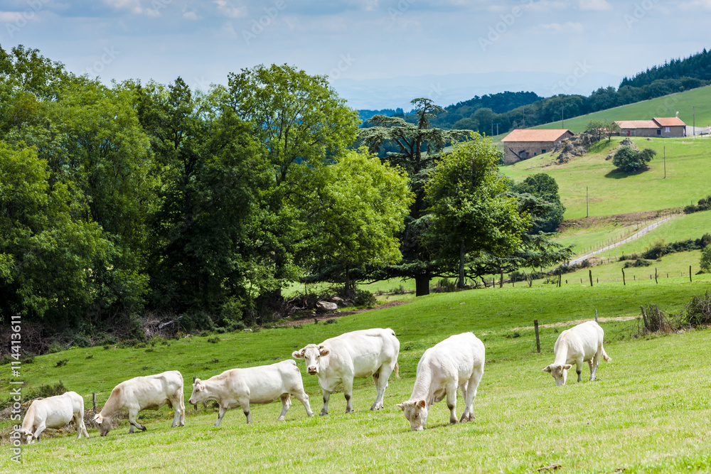 Obraz premium herd of cows, Rhone-Alpes, France