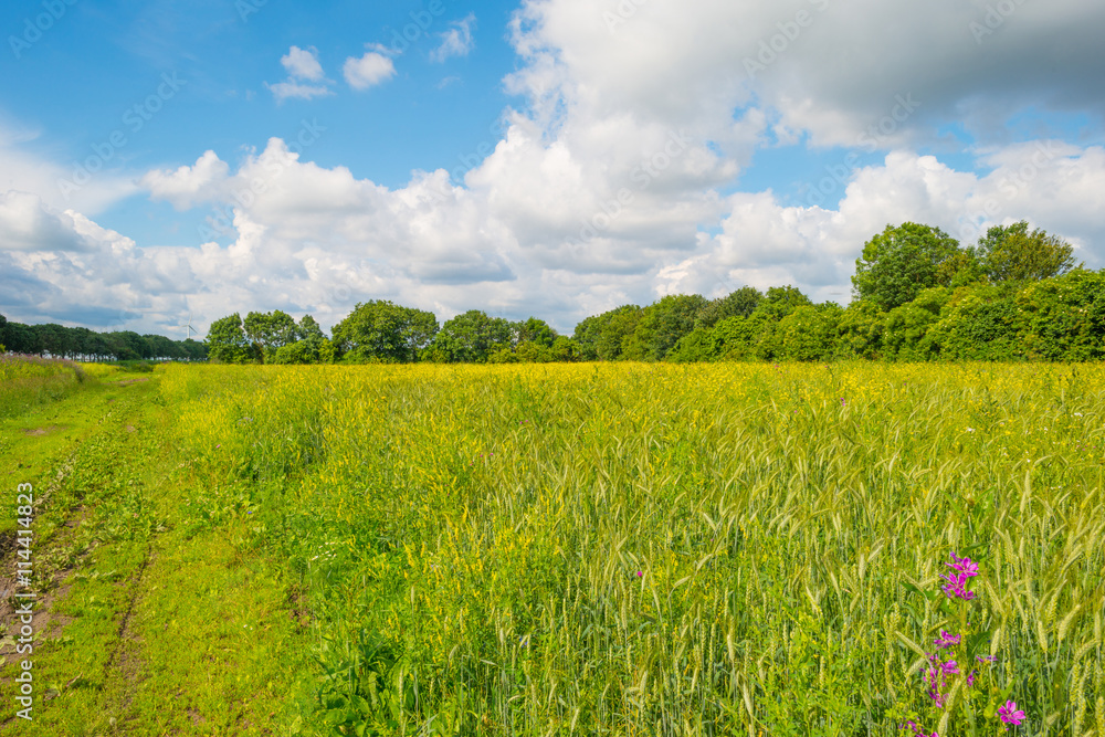 Fototapeta premium Wild flowers in a field in summer