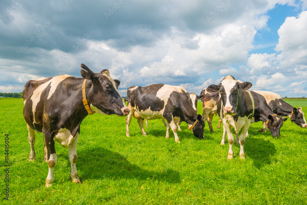 Cows in a green meadow in summer Cows in a green meadow in summer