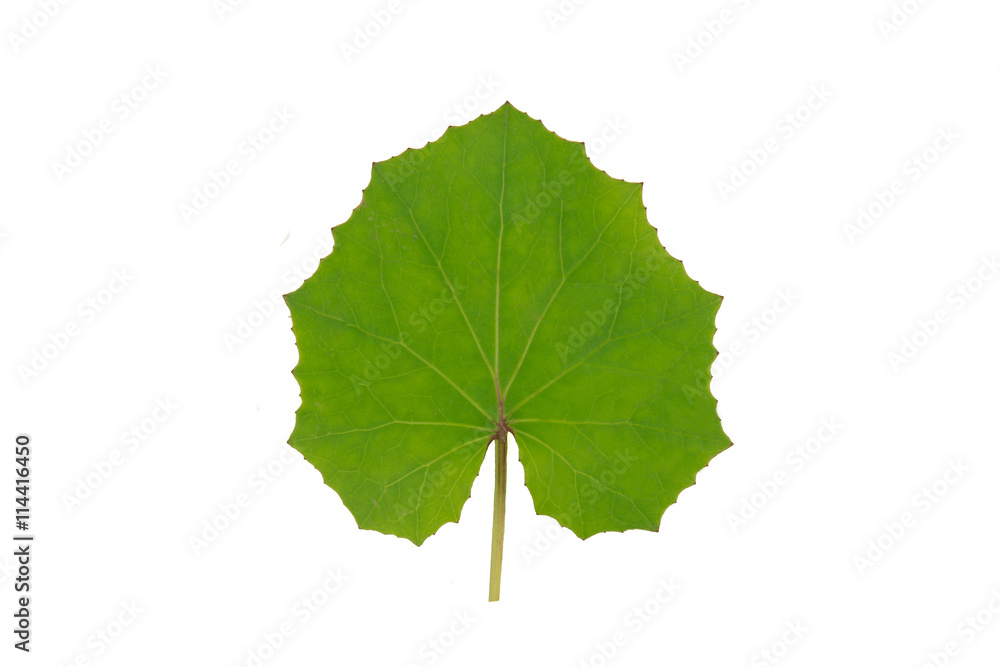 Fototapeta premium Coltsfoot leaf isolated on a white background. Medical herb series.
