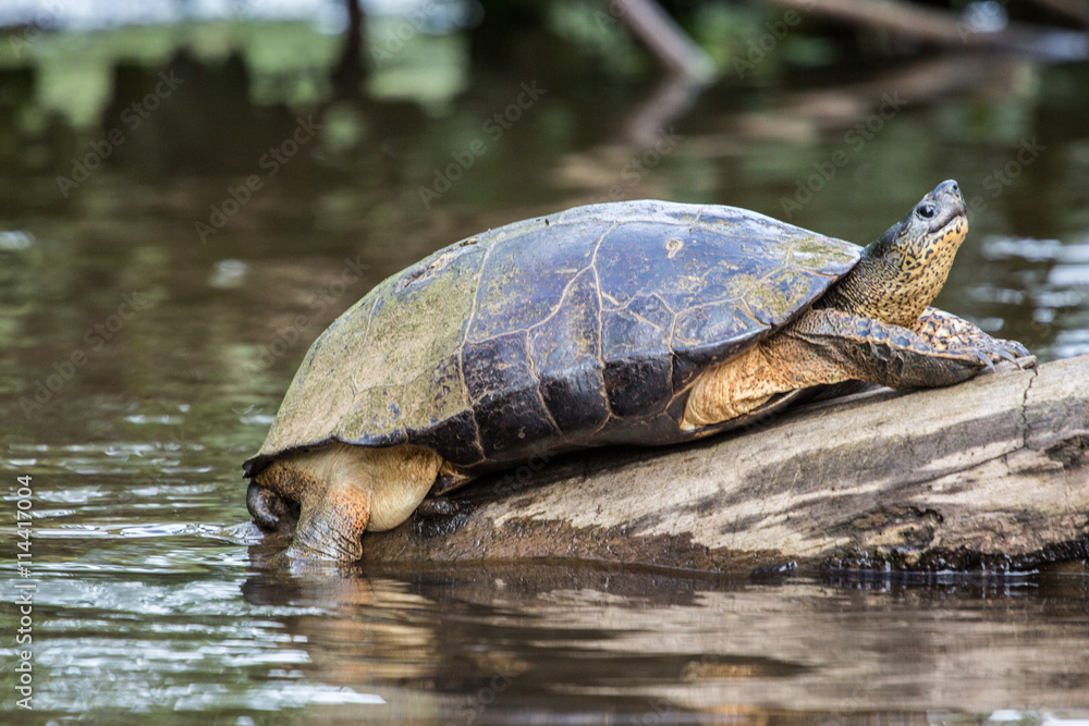Fototapeta premium Tortuguero, Costa Rica, wild turtles.