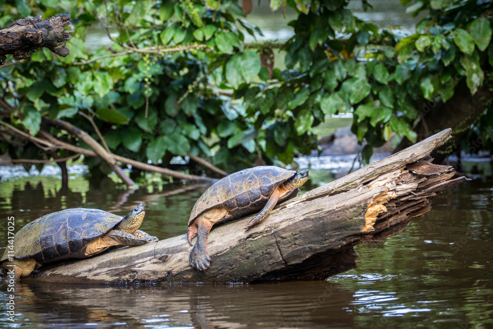 Tortuguero, Costa Rica, wild turtles. Tortuguero, Costa Rica, wild turtles.