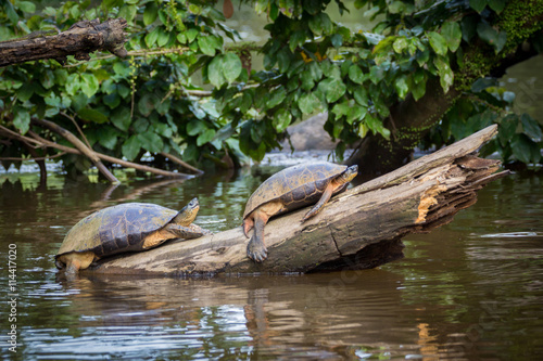 Obraz na płótnie Tortuguero, Costa Rica, wild turtles. w salonie