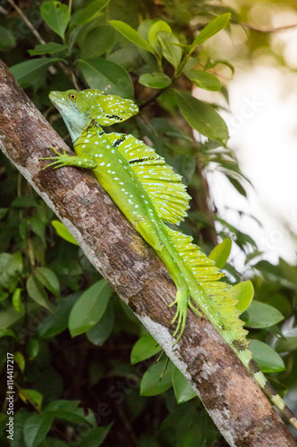 Costa Rica, Iguana