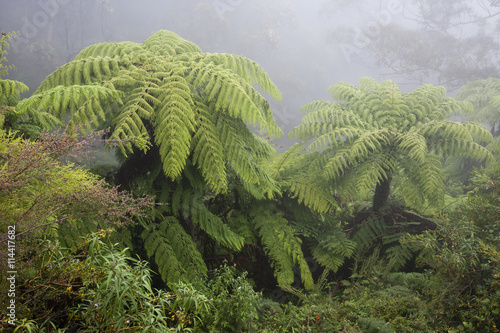 Australian tree fern in the mist.