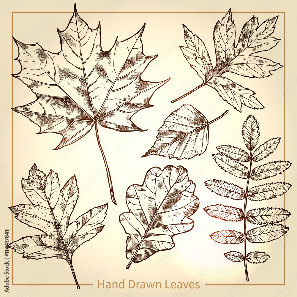 Autumn Leaves. Hand Drawn Botanical Illustration Autumn Leaves. Hand Drawn Botanical Illustration
