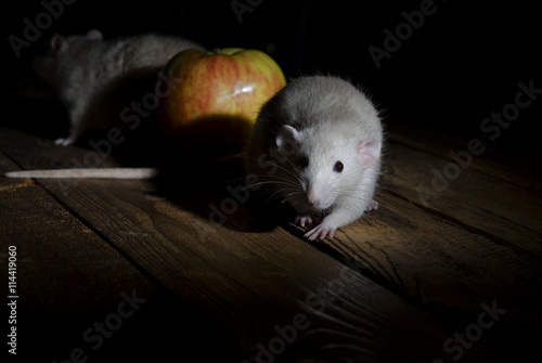 Night - time of rat!