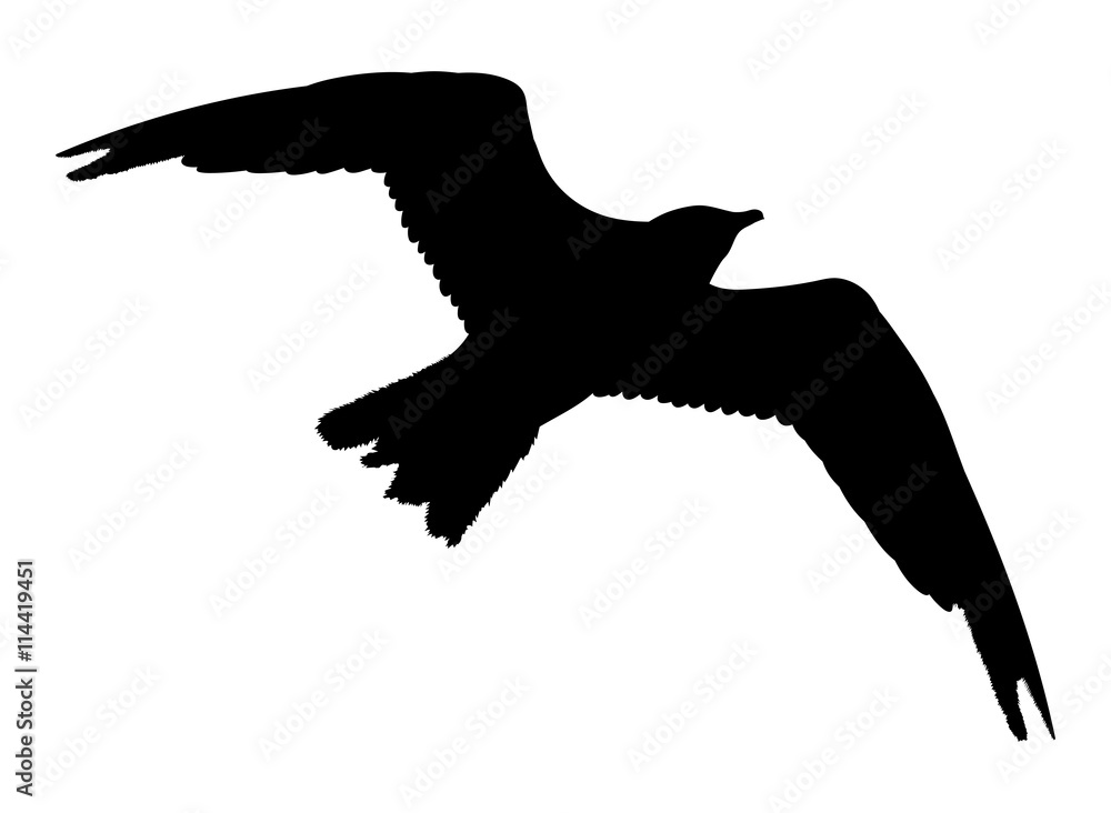 Seagull flying silhouette isolated on white background. Vector illustration Seagull flying silhouette isolated on white background. Vector illustration