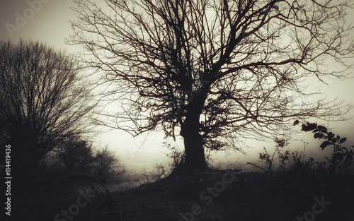 dark trees landscape