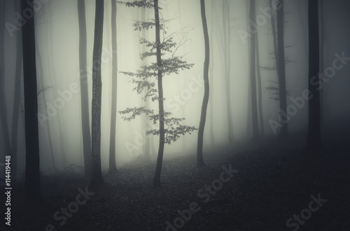 foggy woods