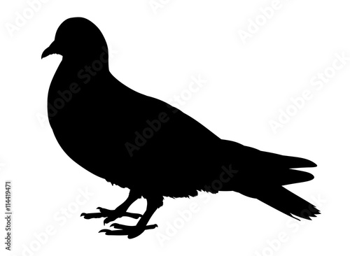 Pigeon silhouette isolated on white background. Vector illustration