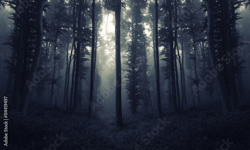 scary night forest scene