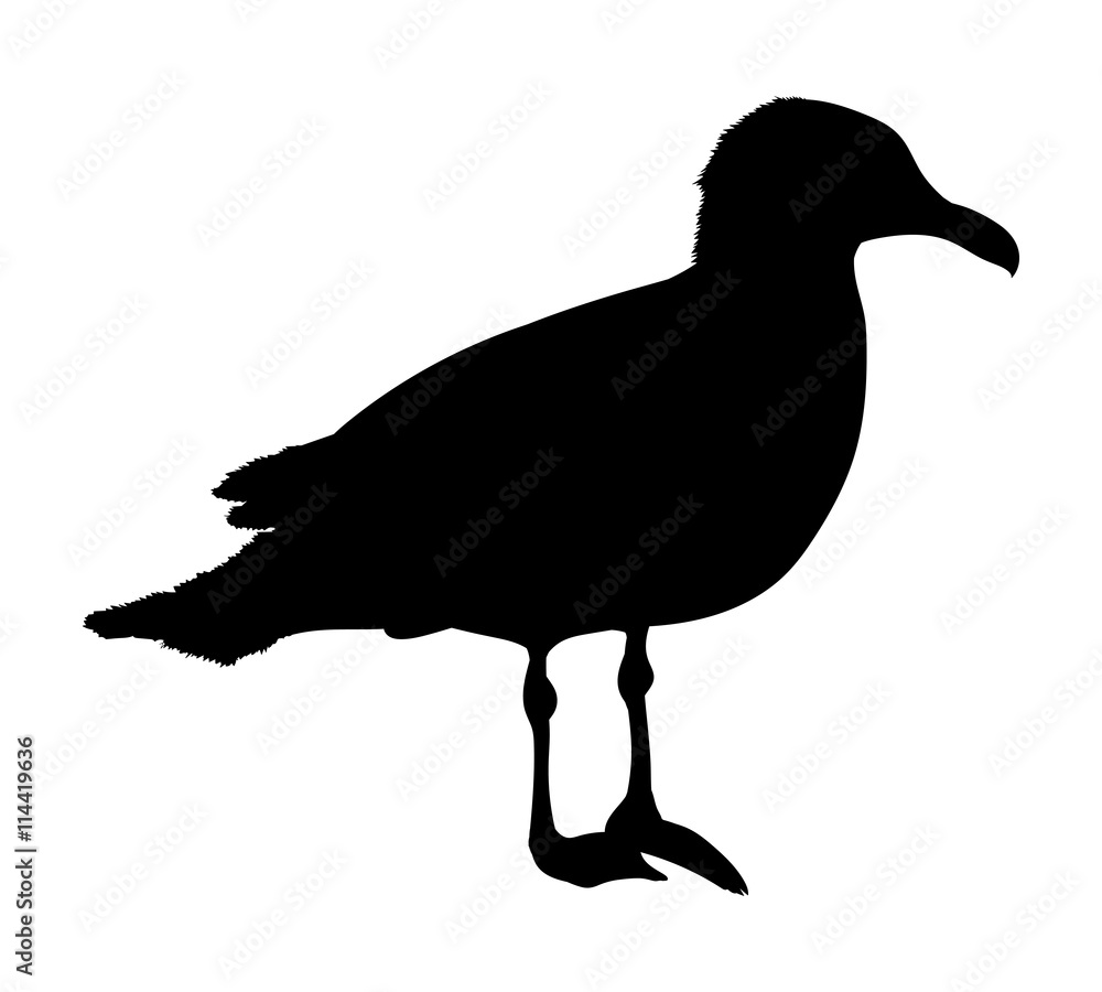 Obraz premium Seagull silhouette isolated on white background. Vector illustration