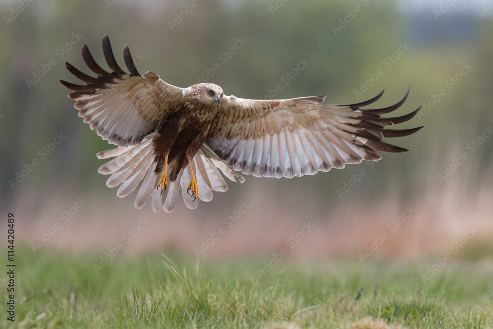 Birds - Marsh Harrier (Circus aeruginosus) - obrazy, fototapety, plakaty 