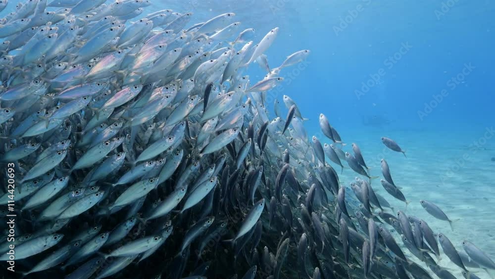 Unterwasser - Riff - Fisch - Fischschwarm - Tauchen - Curacao - Karibik - 4K