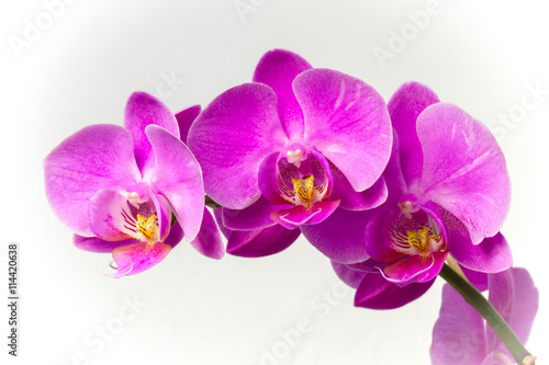 Orchid  e