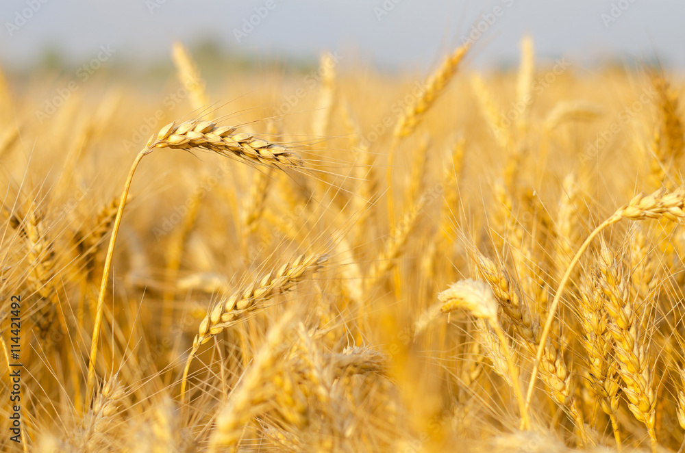 Agricultural field of ripe wheat just before harvest in summer
