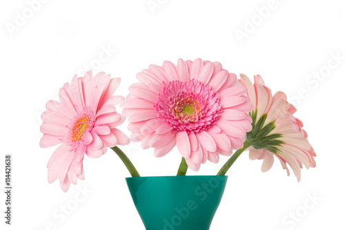 Wallpaper Mural Gerbera. Torontodigital.ca