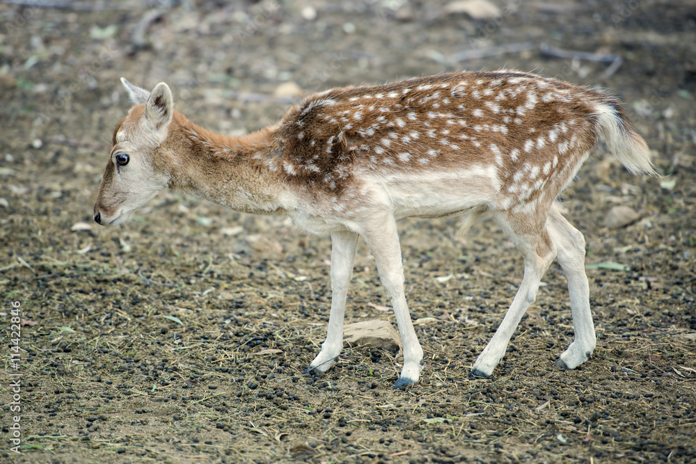 Fototapeta premium Deer outside during the day in Queensland.