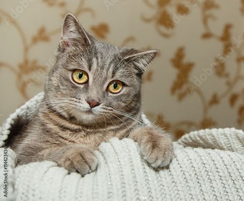 The Scotch Grey Cute Cat is Sitting in the Knitted White Sweater.Funny Look.Animal Fauna,Interesting Pet.