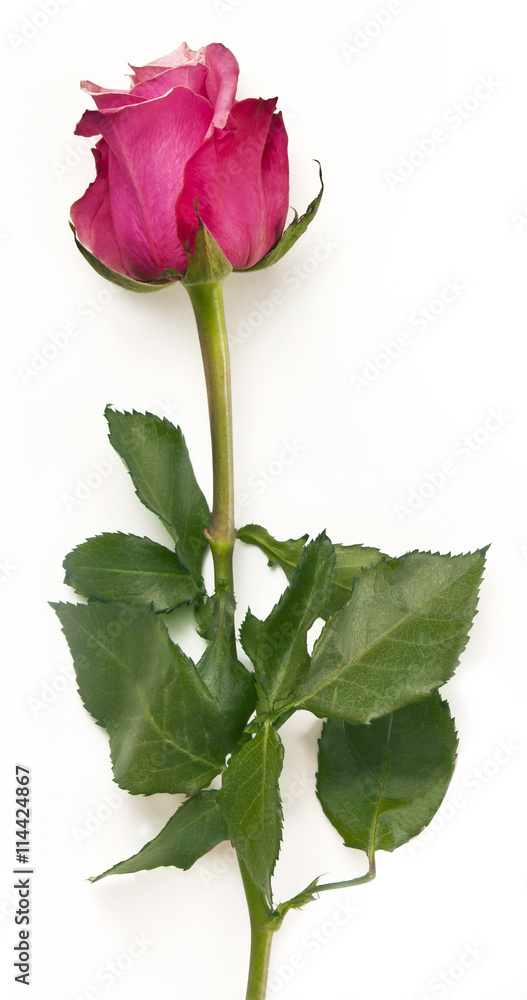 Photo of pink rose with green leaves, isolated on white Photo of pink rose with green leaves, isolated on white