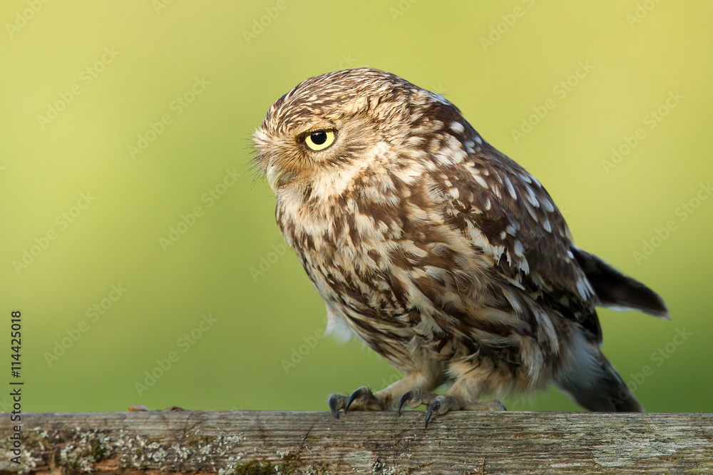 Little owl perched Little owl perched