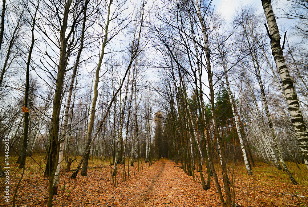 Naklejka premium The path stretches into the distance.